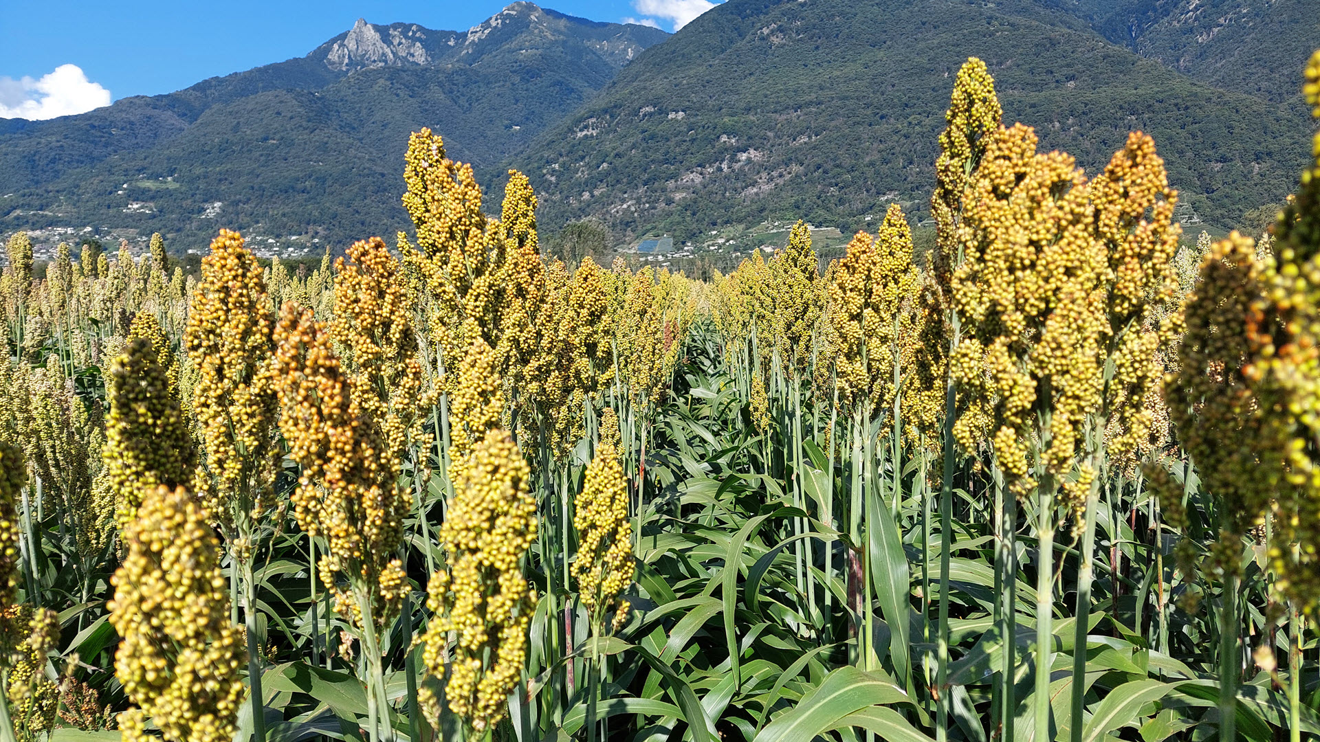 Petite parcelle recolte, Sorgho et mélanges fourragers, Sorgo e miscele foraggere